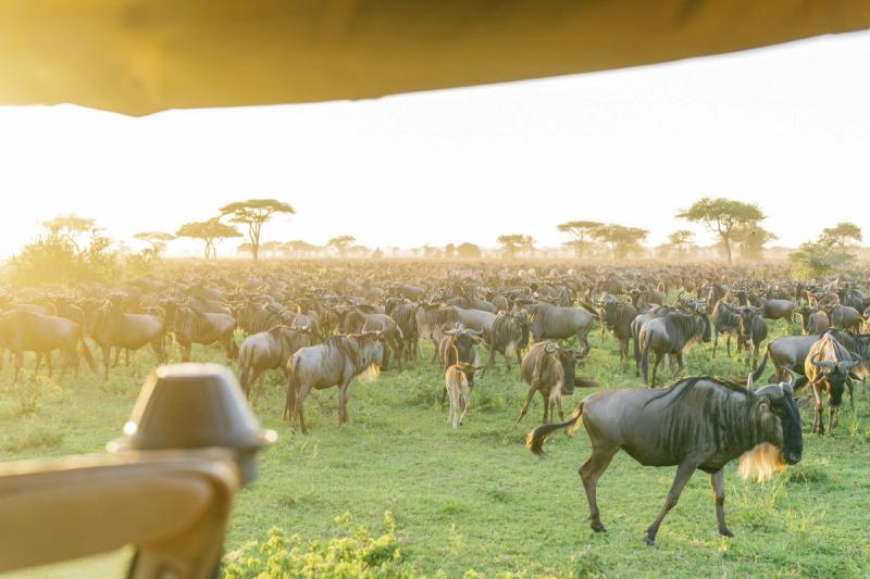 A vast herd of wildebeest grazes on the Serengeti plains under soft morning light, seen from the back of a safari vehicle