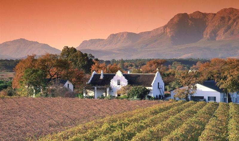 Vineyards in Paarl , Western Cape
