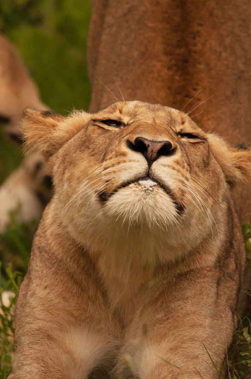 The Lion King