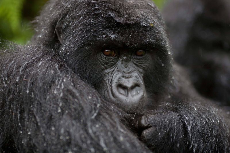 Gorilla in Uganda