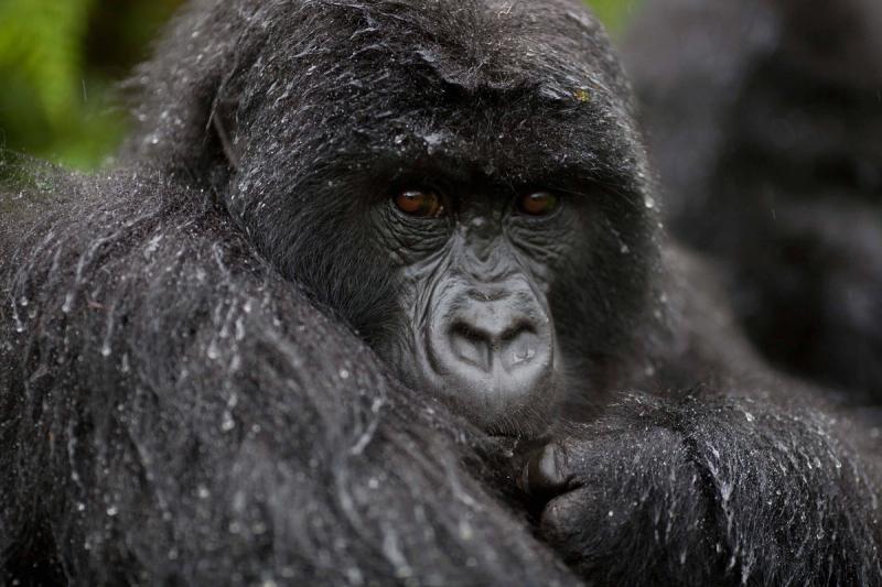 Gorilla in Uganda