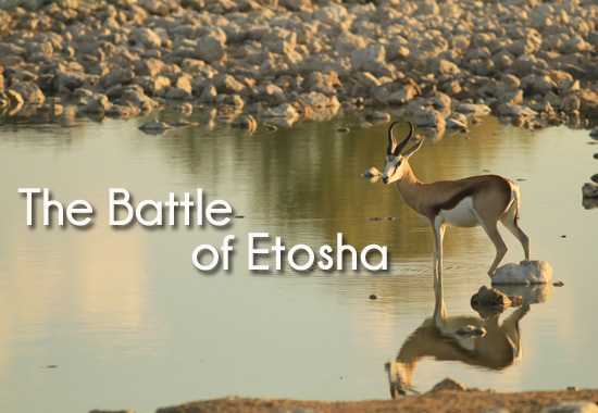 Where To Stay in Etosha National Park 