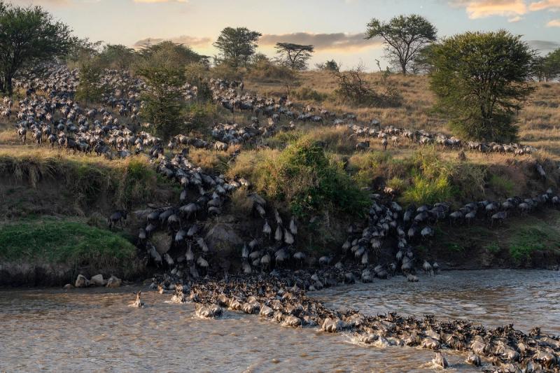 Hundreds of wildebeest surge down a riverbank in a chaotic, muddy crossing during their Great Migration