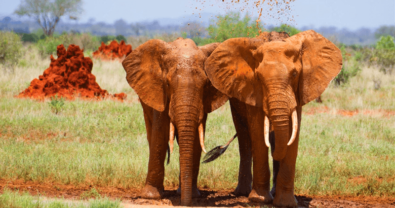 Elefantes, Parque Nacional Tsavo, Quênia