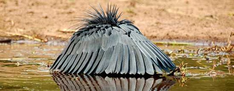Black Heron