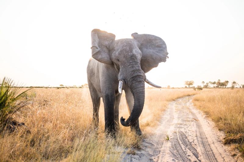 Fotografar um elefante com essa iluminação é pura perfeição