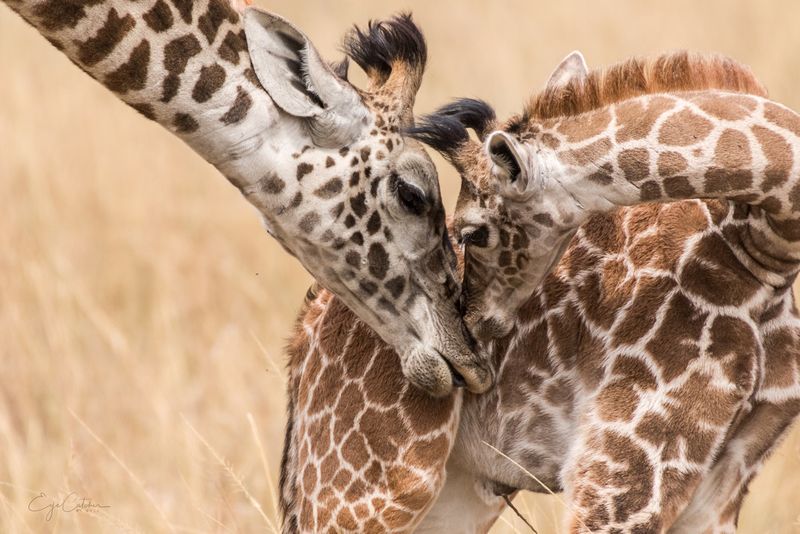 Mère girafe et son girafon en pleine toilette.