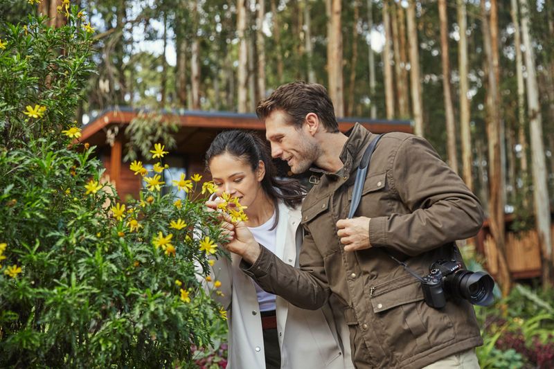 Gorillas nest lifestyle