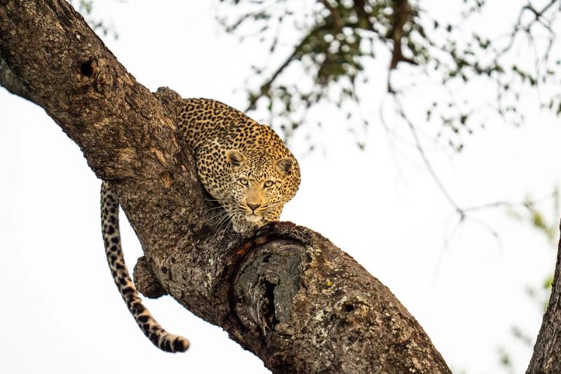 A leopard crouches along a broad tree branch, watching intently, capturing a manifesto moment shaped by instinct and stillness.