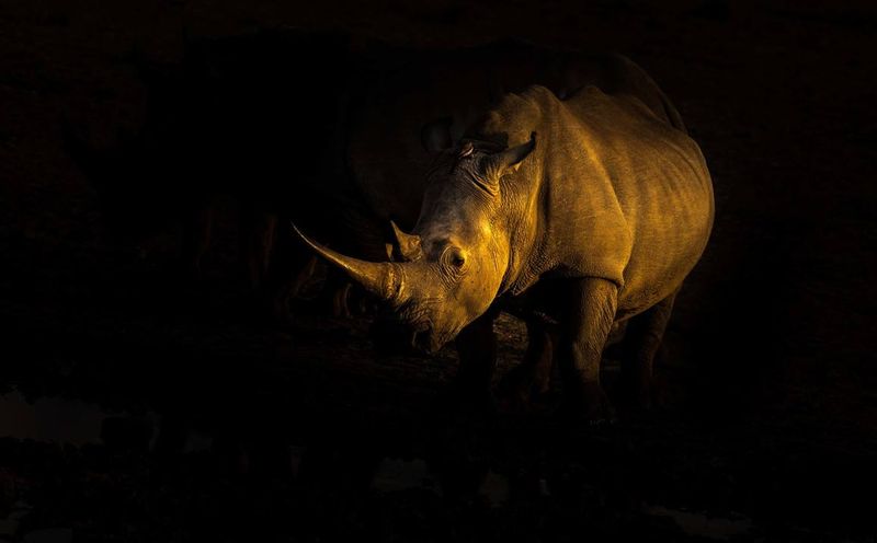 Nashorn in der Dunkelheit