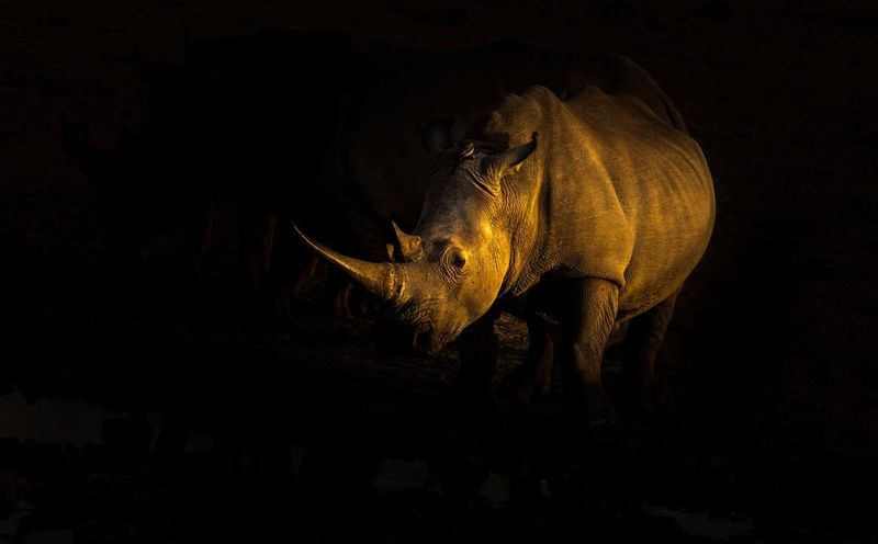 Nashorn in der Dunkelheit