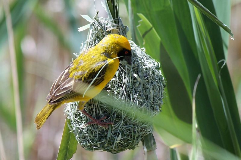Oiseau tisserand travailleur au nid Parc Kruger Afrique