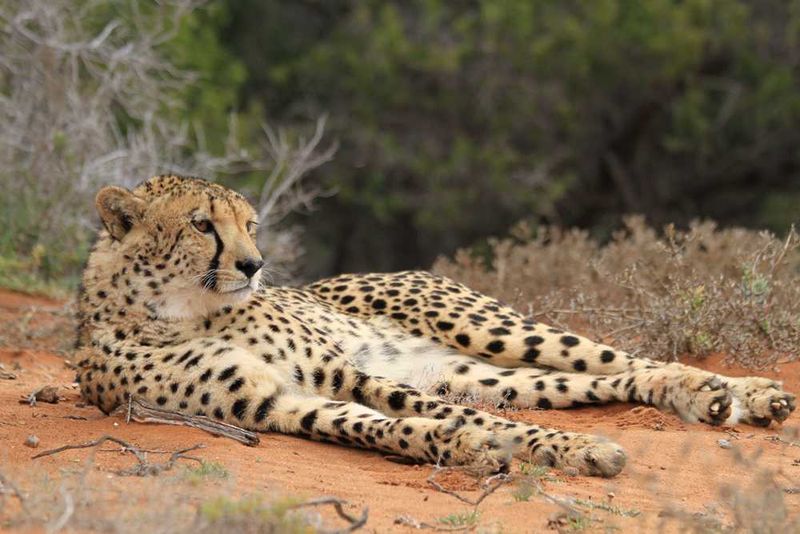 Incredible cheetah sighting on foot