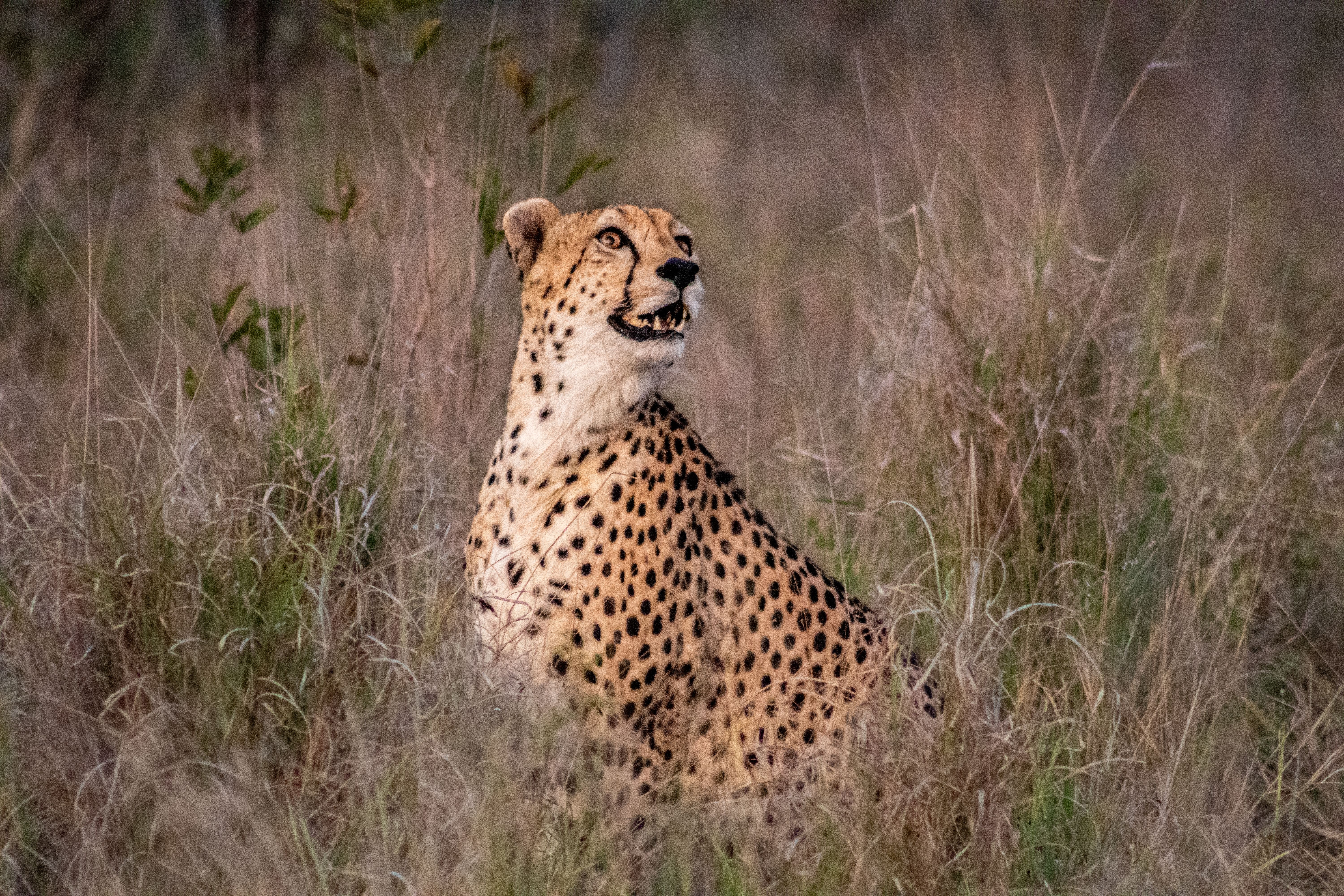 Cheetah Safari Sightings: Silvan Safari Blog