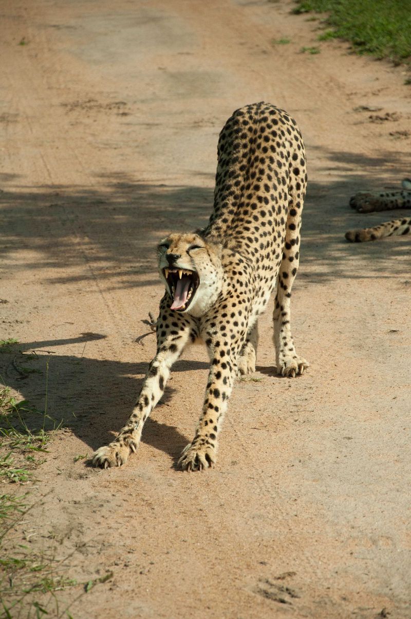 The downward cat stance