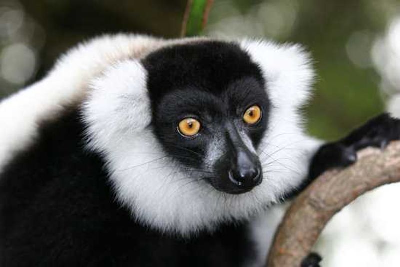 Search for lemurs in Madagascar