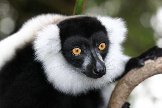 Search for lemurs in Madagascar