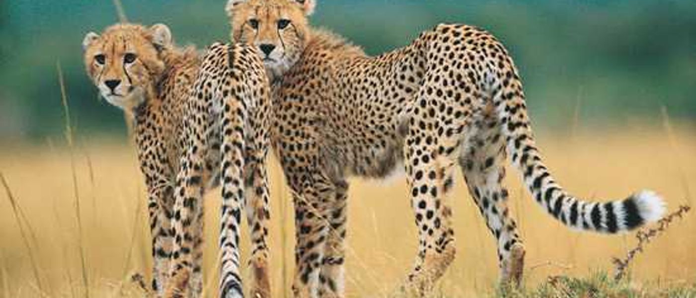 Africa's Big Cats - The Cheetah