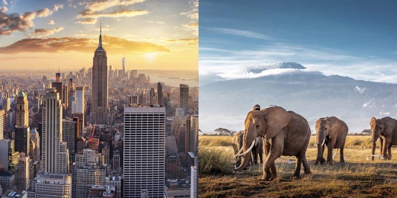 A split image shows the iconic New York City skyline at sunset on the left, and a herd of elephants roaming the savannah with Mount Kilimanjaro in the background on the right.
