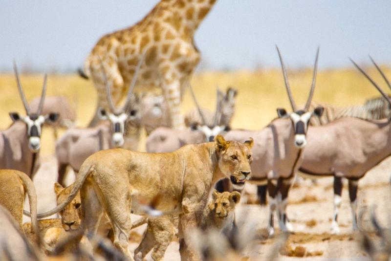 Fauna alrededor de un abrevadero en el Parque Nacional de Etosha