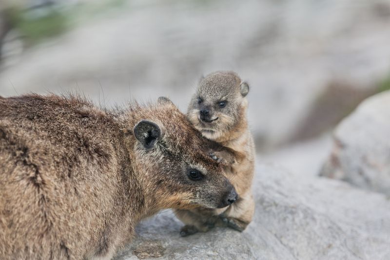 Dassie mit kleinem Baby gehören zu den wilden Tieren in Kapstadt