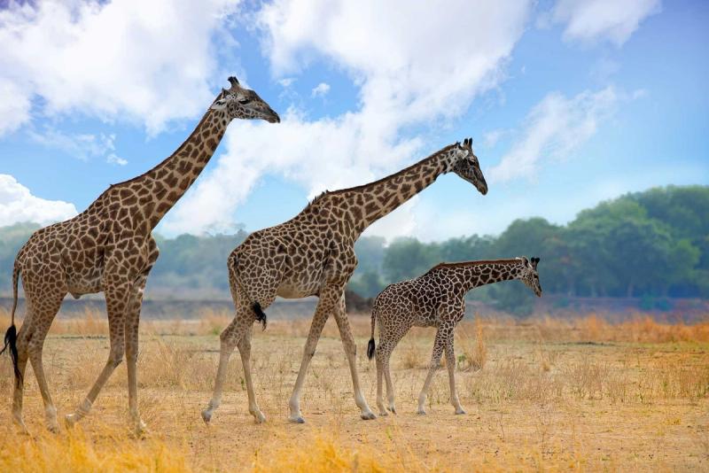 Giraffe walking along a vast plain of dry grass