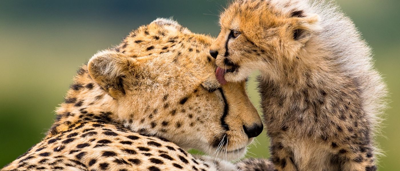 Africa's Photographer of the Year 2018