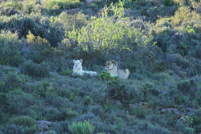 The white and tawny lion are great something to observe