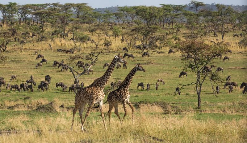 Zwei Giraffen, dahinter viele andere Tiere und Landschaft