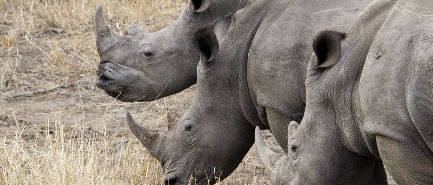 PHOTOS : Un safari photo au Kruger