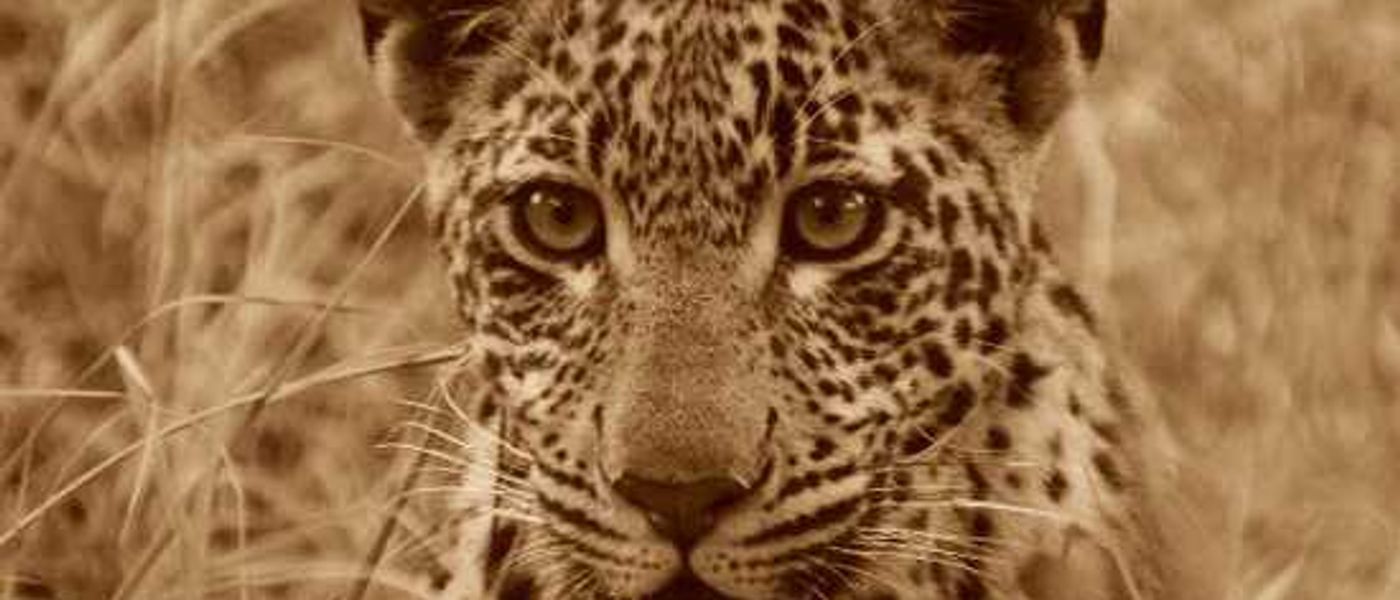 Eight Australians in Africa - Guest Feedback