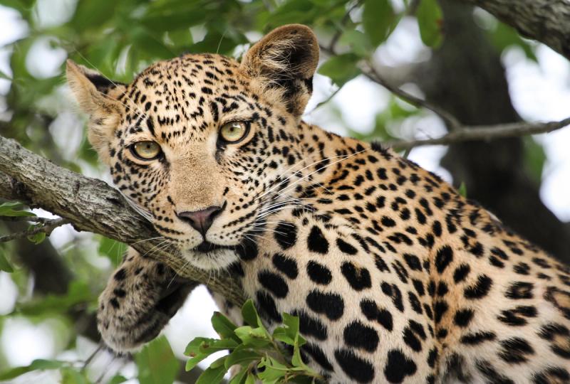 resting leopard
