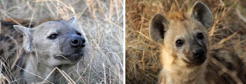 These curious hyenas are often a lot cuter than their reputation would suggest