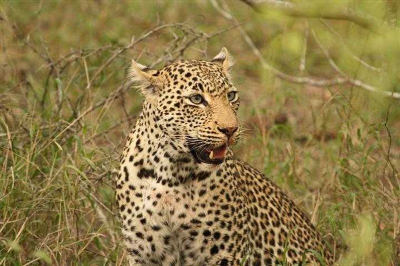 A Leopard always keeping a watchful eye at Londolozi