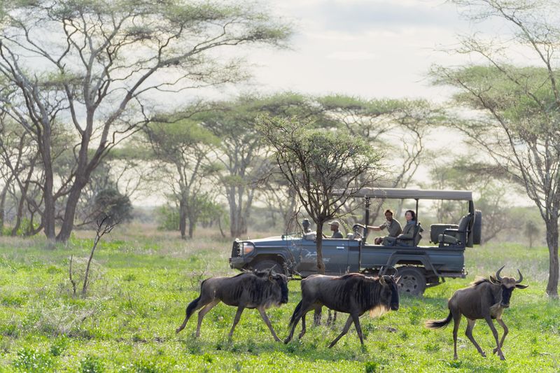 Three wildebeest graze and walk through green grass as a safari vehicle with guests watches nearby under a canopy of flat-topped trees