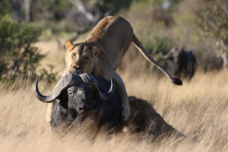 Action shot of a lioness attacking an African buffalo