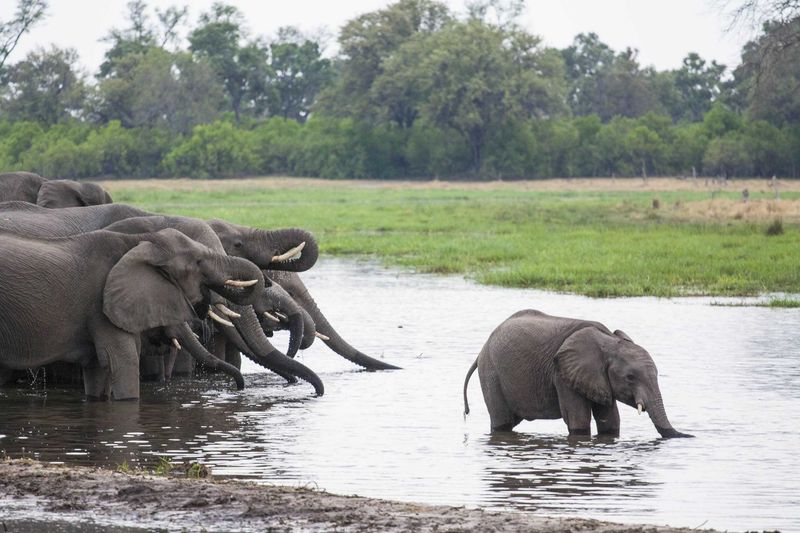 Baby elephant in the Okavango Delta
