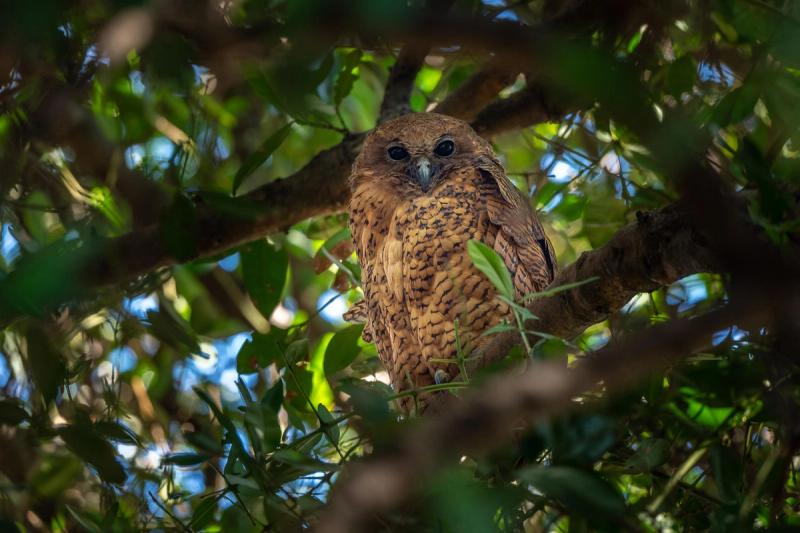 A rare and beautifully camouflaged owl perches silently among the dense green foliage, its piercing dark eyes watching from the shadows.