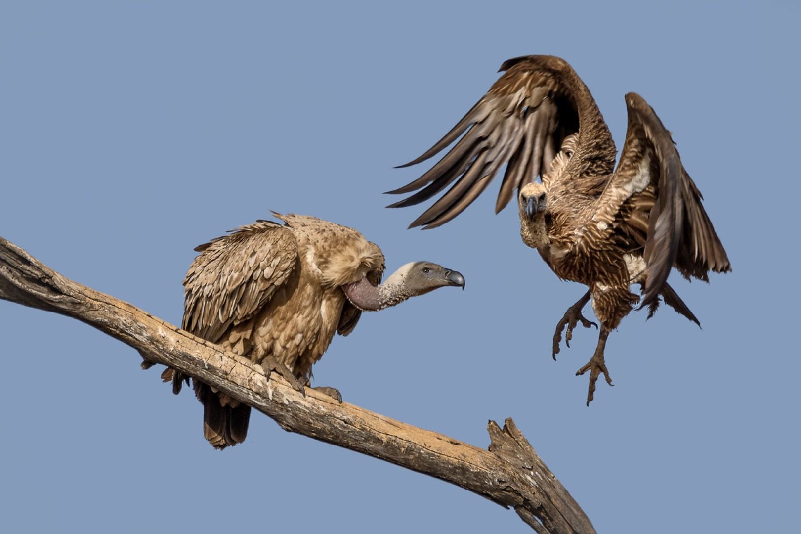 Artenschutz der Geier – ein Projekt von Wildlife ACT