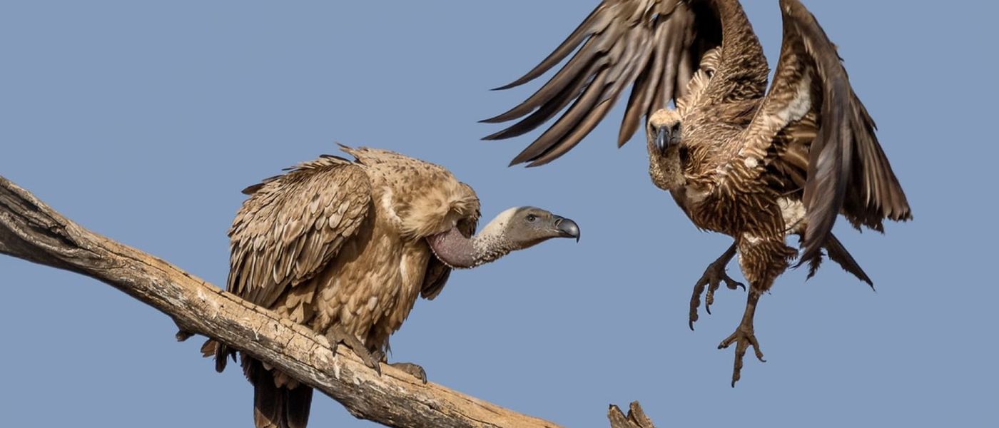 Artenschutz der Geier – ein Projekt von Wildlife ACT