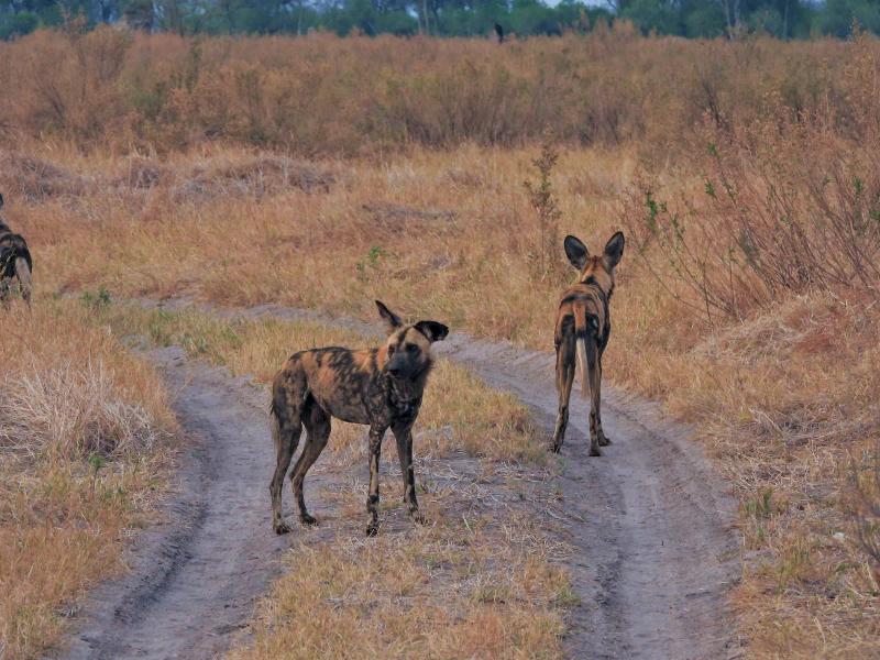Two African wild dogs standing on a sandy safari track in Botswana.
