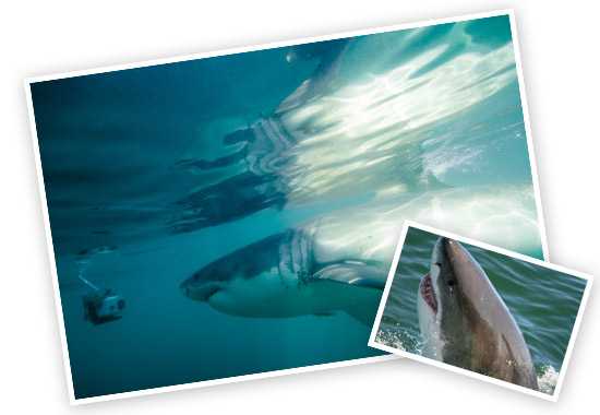 Wine, Whales and Great Whites