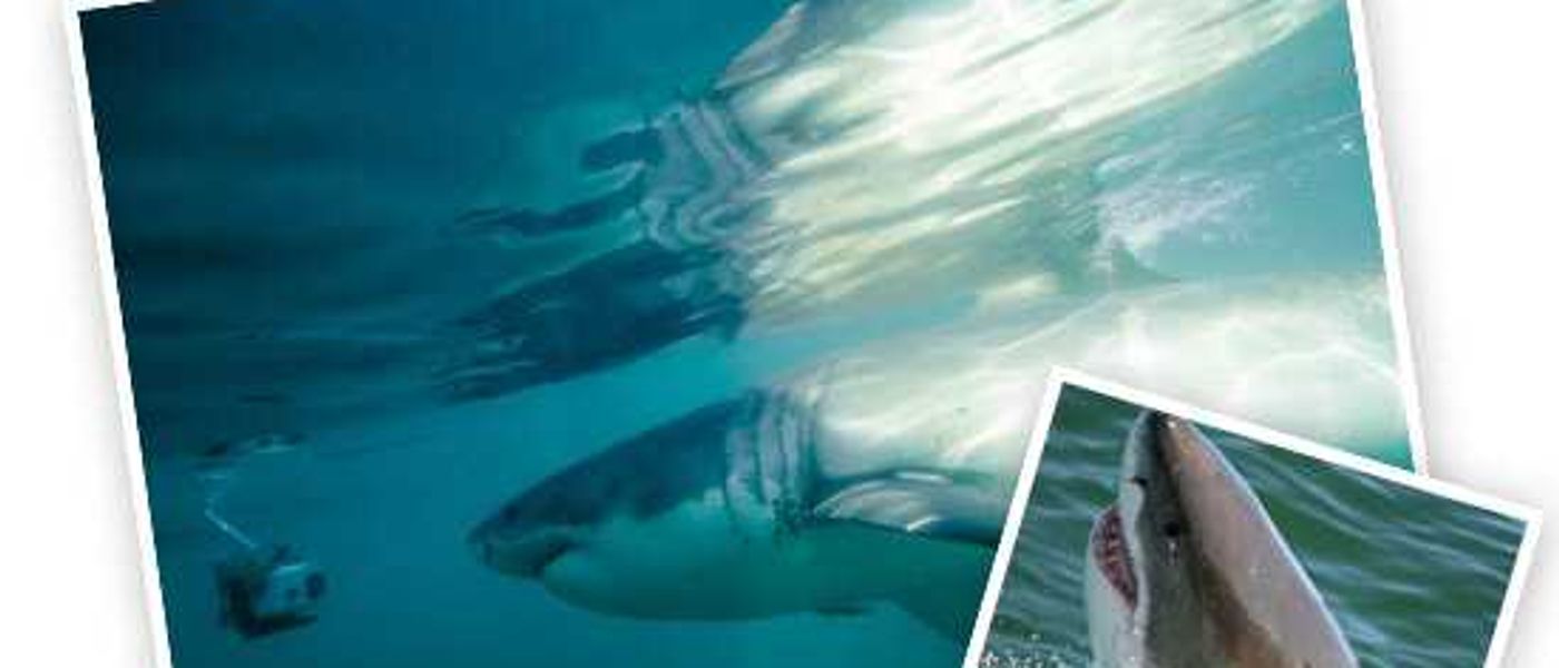 Wine, Whales and Great Whites