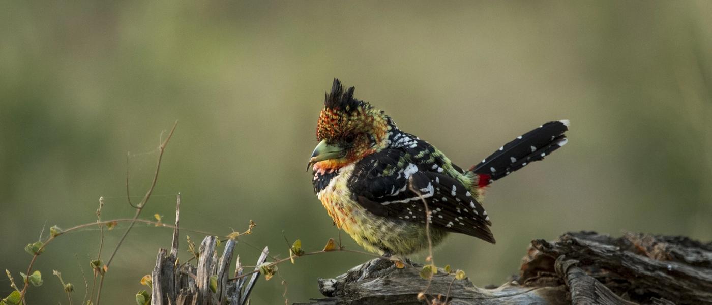 Become a Bird Boffin with these Five Tricks and Eight Pics