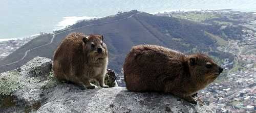 Table Mountain National Park