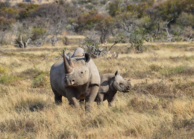 Spitzmaulnashorn mit Nachwuchs im Busch - erleben Sie die Tiere auf einer Safari