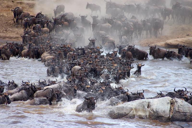 A massive herd of wildebeest crosses a river during the Great Migration, splashing through the water as dust rises from the riverbank.