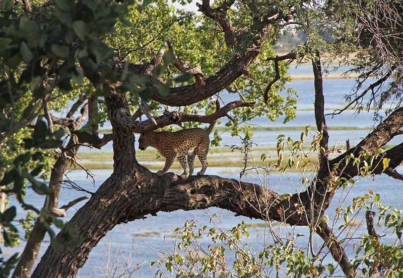 Sanctuary Chobe Chilwero