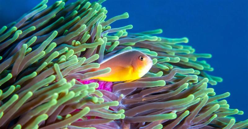 Poisson coloré se cachant dans une anémone des récifs du Mozambique, Afrique.