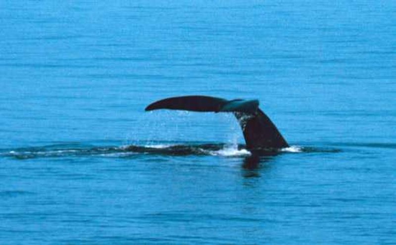 Whales gather in the bays of the Garden Route